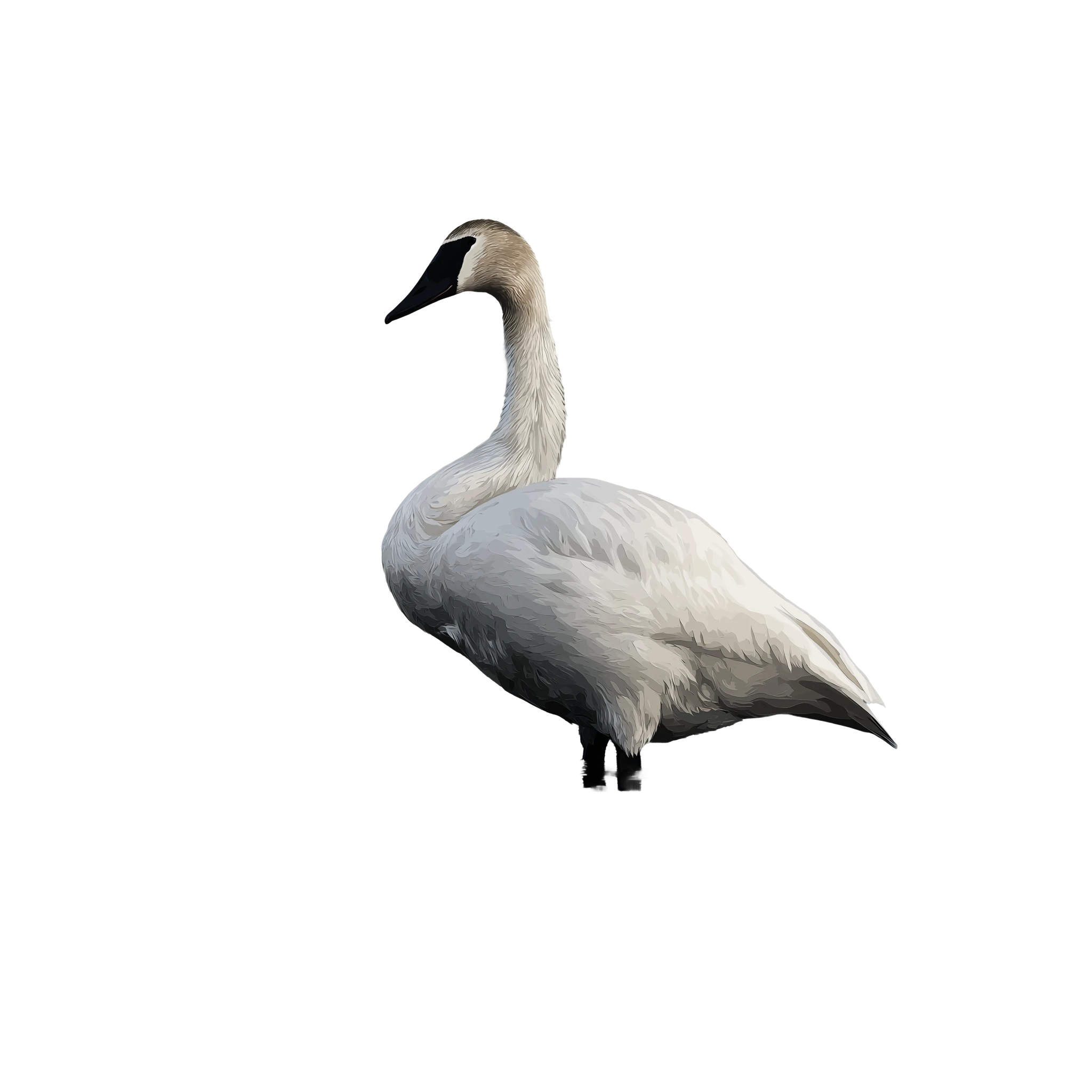 Elegant Swan Art
